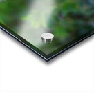 Baby Geese Acrylic print