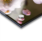 Spring - Shogetsu 3 Acrylic print