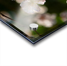 Spring - Shogetsu 2 Acrylic print