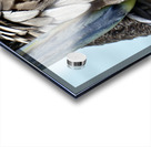 Brown Pelican ~ closeup of feathers and beak Anna Maria Island Acrylic print