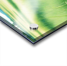 Reeds1 Acrylic print