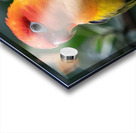 Yellow Lovebird Acrylic print