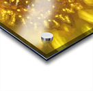 Sunflower Helianthus X 3 Acrylic print
