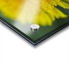 Dandelion Wildflower Macro Acrylic print