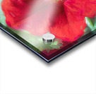 Pretty Proud Red Petunias X Acrylic print