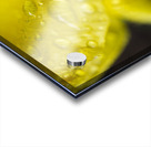 YellowTulip with Raindrop Macro  Acrylic print