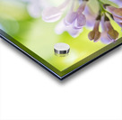 Lavender Lilac Flowering Macro Acrylic print