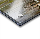 FOX PAIR Acrylic print