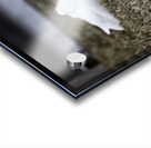 oies blanches 3 Acrylic print