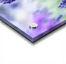 Purple Lavender Flower Macro Acrylic print