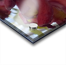 2DBE9E56 ADC6 4888 AEAF E65780A73798 Acrylic print