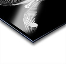 Pelican Take Off in Black and White Acrylic print