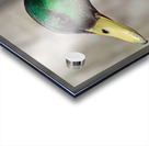 Drake Mallard Portrait II Acrylic print