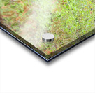 Why did the bear cross the road  Acrylic print