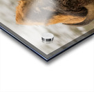 Arsenal Pride Acrylic print