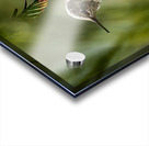 Hummingbird Taking Flight Acrylic print