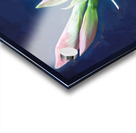 Sweet Lillian Amaryllis X1 1 Acrylic print