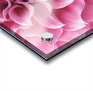 Dahlia Petals Acrylic print