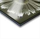 Fresh Gerbera Acrylic print