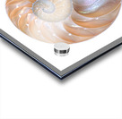 Natural Nautilus Seashell On White Acrylic print