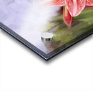 Sweet Lillian Amaryllis X1 1 Acrylic print