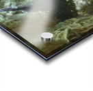 Nudibranch Acrylic print