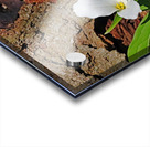 Trillium In The Woods Acrylic print