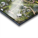 Webbed droplets Acrylic print