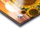 sunflower with sunrise Acrylic print