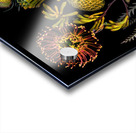 Protea and Kangaroo Paws Acrylic print