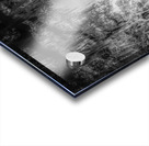 Oak Allee Tunnel of Light Acrylic print