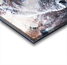 Young Buffalo II Acrylic print