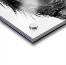 Arabian Wild Horse Acrylic print