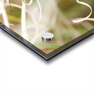 Gulf Fritillary  Acrylic print