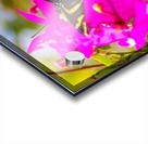 butterfly Acrylic print