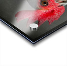 Willy the Rooster Acrylic print