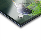 Peaks of Otter Heron Forging Acrylic print