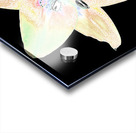 Abstract Delicate Lily Flower on a Dark Abstract Background Acrylic print