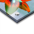 Abstract Vibrantly Coloured Single Lily Flower Acrylic print