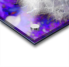Abstract Coloured Dandelion Seeds Close Up Acrylic print