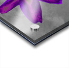   Abstract  Stunning Purple Lily Acrylic print
