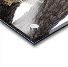 Leopard in Tree Fork Acrylic print