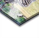 Zebras Acrylic print