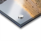 African Fish Eagle Acrylic print