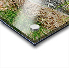 Lizard And Dragonfly Acrylic print