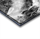 Yellowstone Buffalo in Black and White Acrylic print