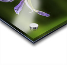 10076 Blue Iris  Acrylic print