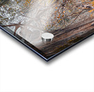 Autum Forest Acrylic print