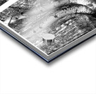 Curved Aspens near Telluride Colorado Acrylic print