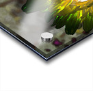 Abstract Impressionistic Glowing Illuminated Daisy Flower Acrylic print